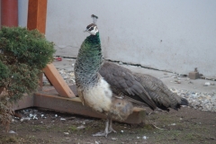 20170228094442
